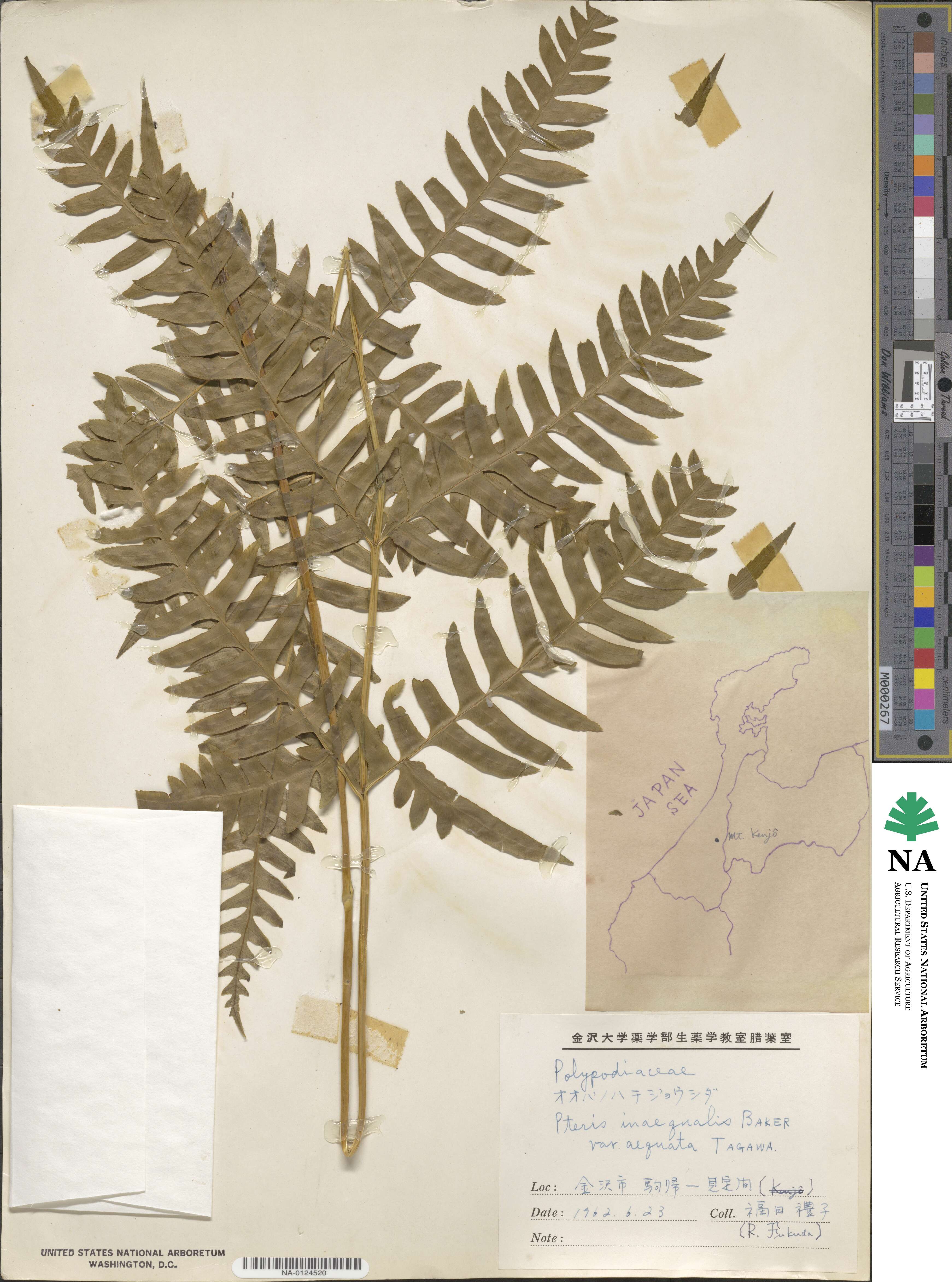 Pteris terminalis image