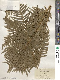 Pteris terminalis image
