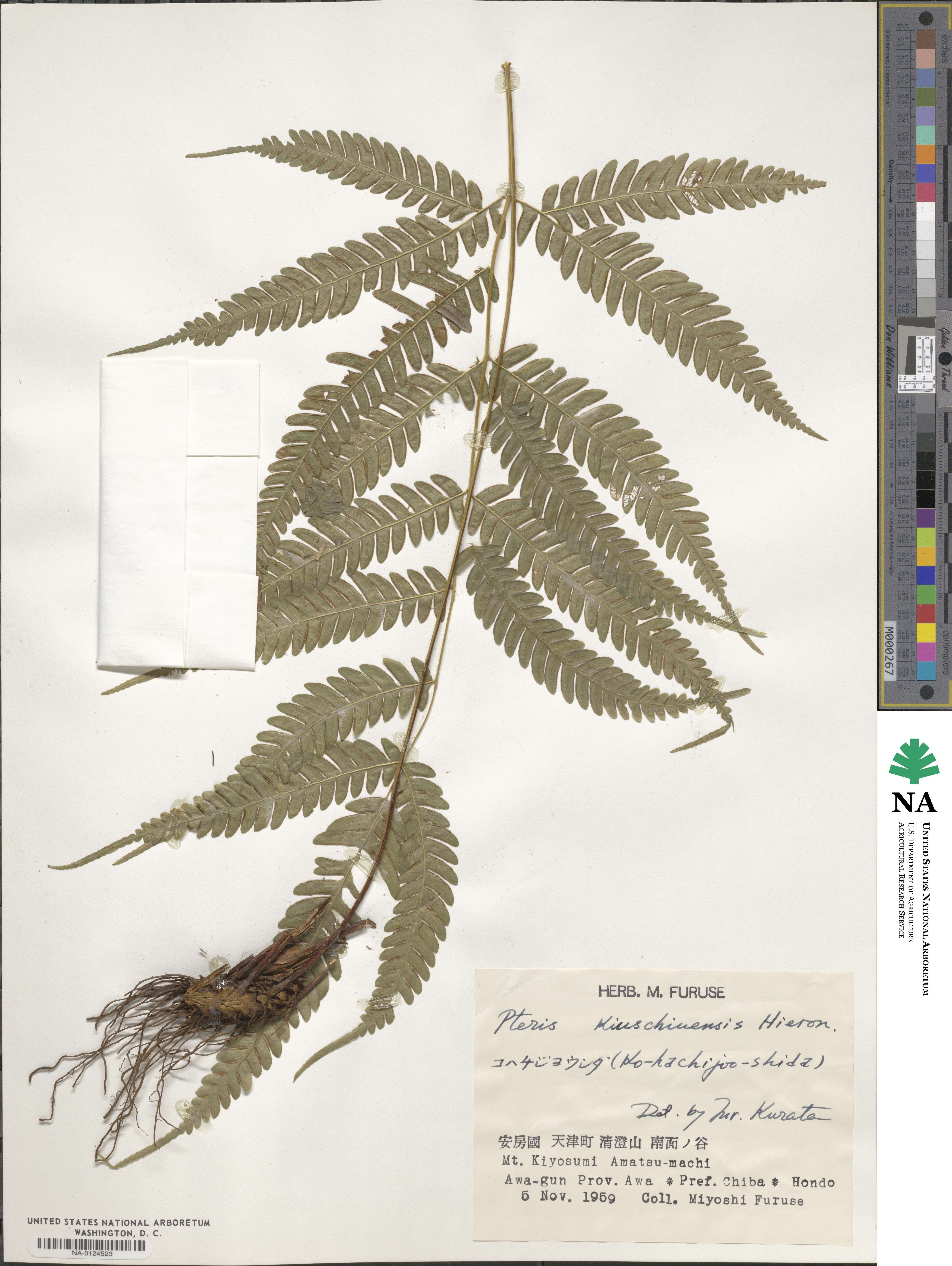 Pteris kiuschiuensis image