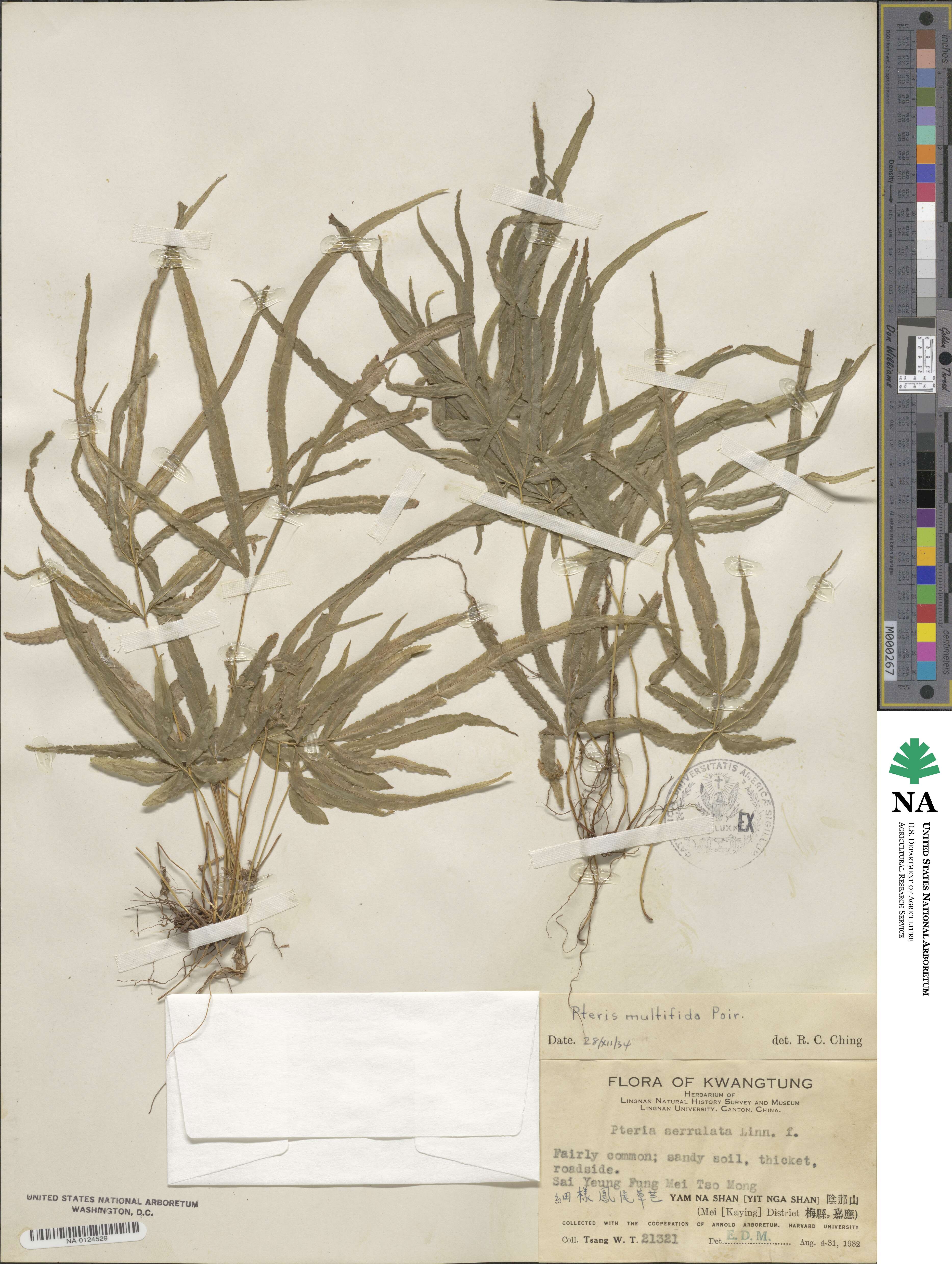 Pteris multifida image