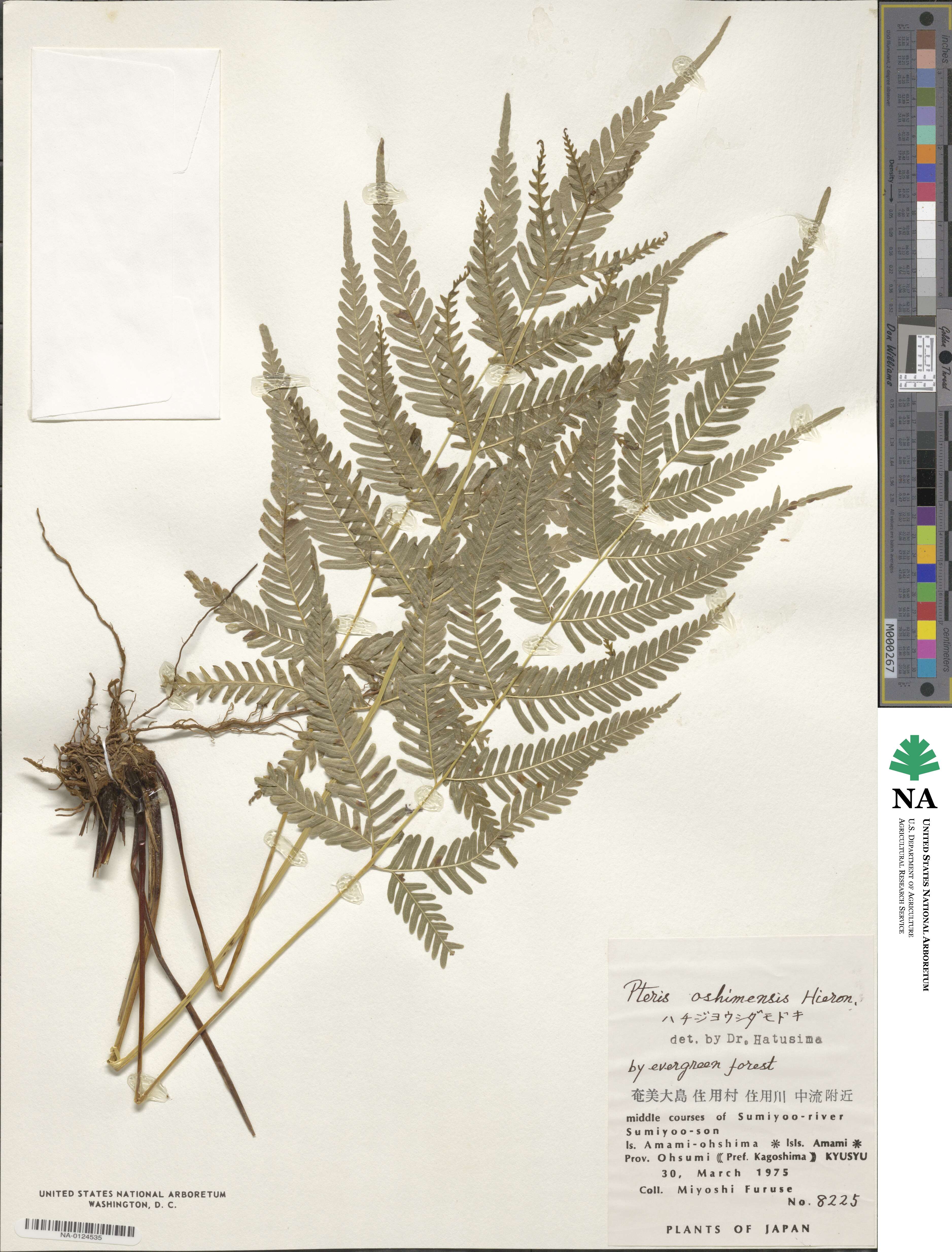 Pteris oshimensis image