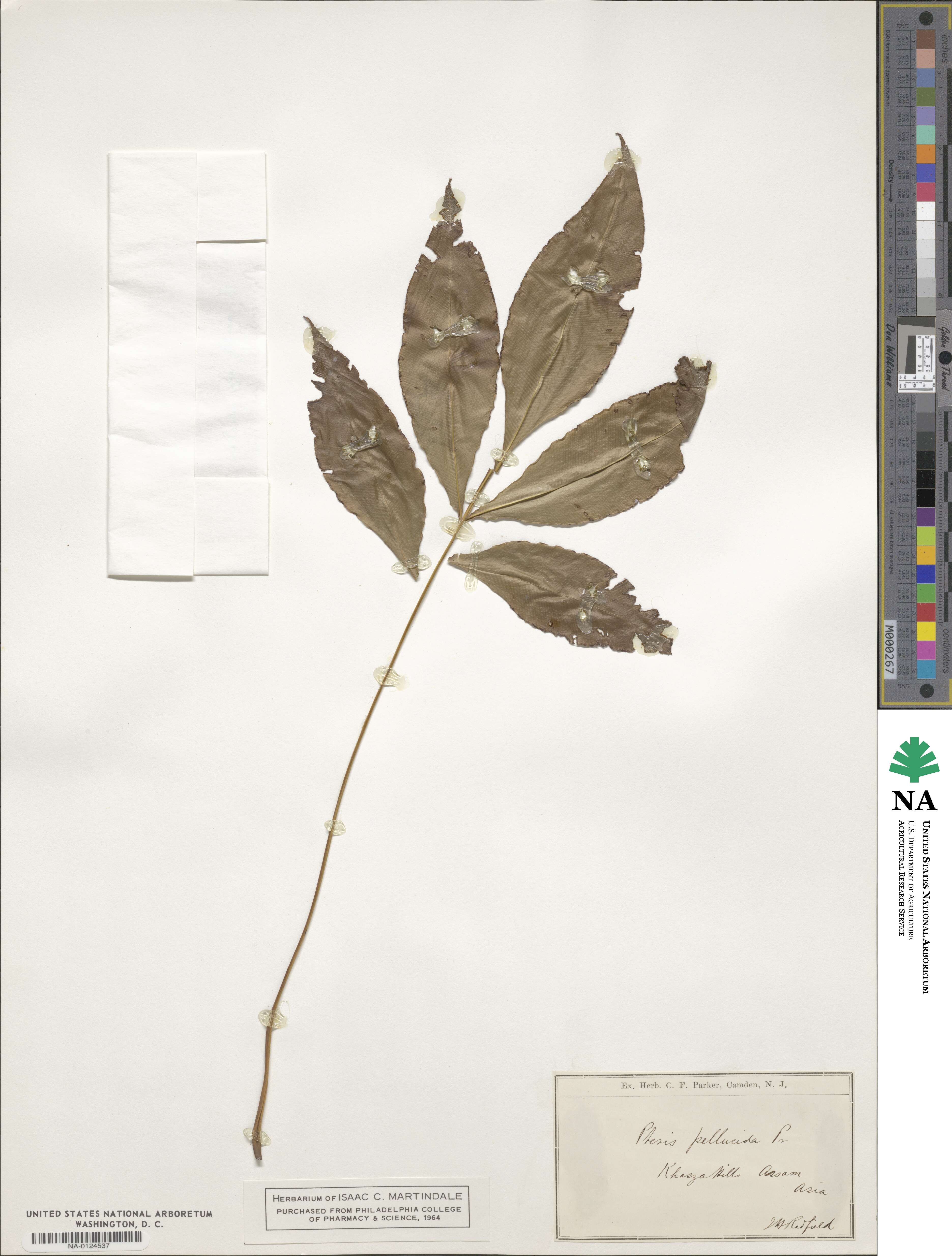 Pteris pellucida image