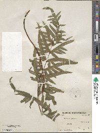 Pteris semipinnata image