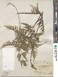 Pteris semipinnata image