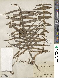 Pteris vittata image