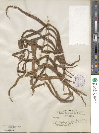 Pteris vittata image