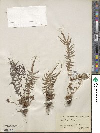Pteris vittata image