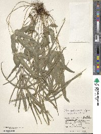 Pteris ryukyuensis image
