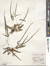 Pteris ryukyuensis image