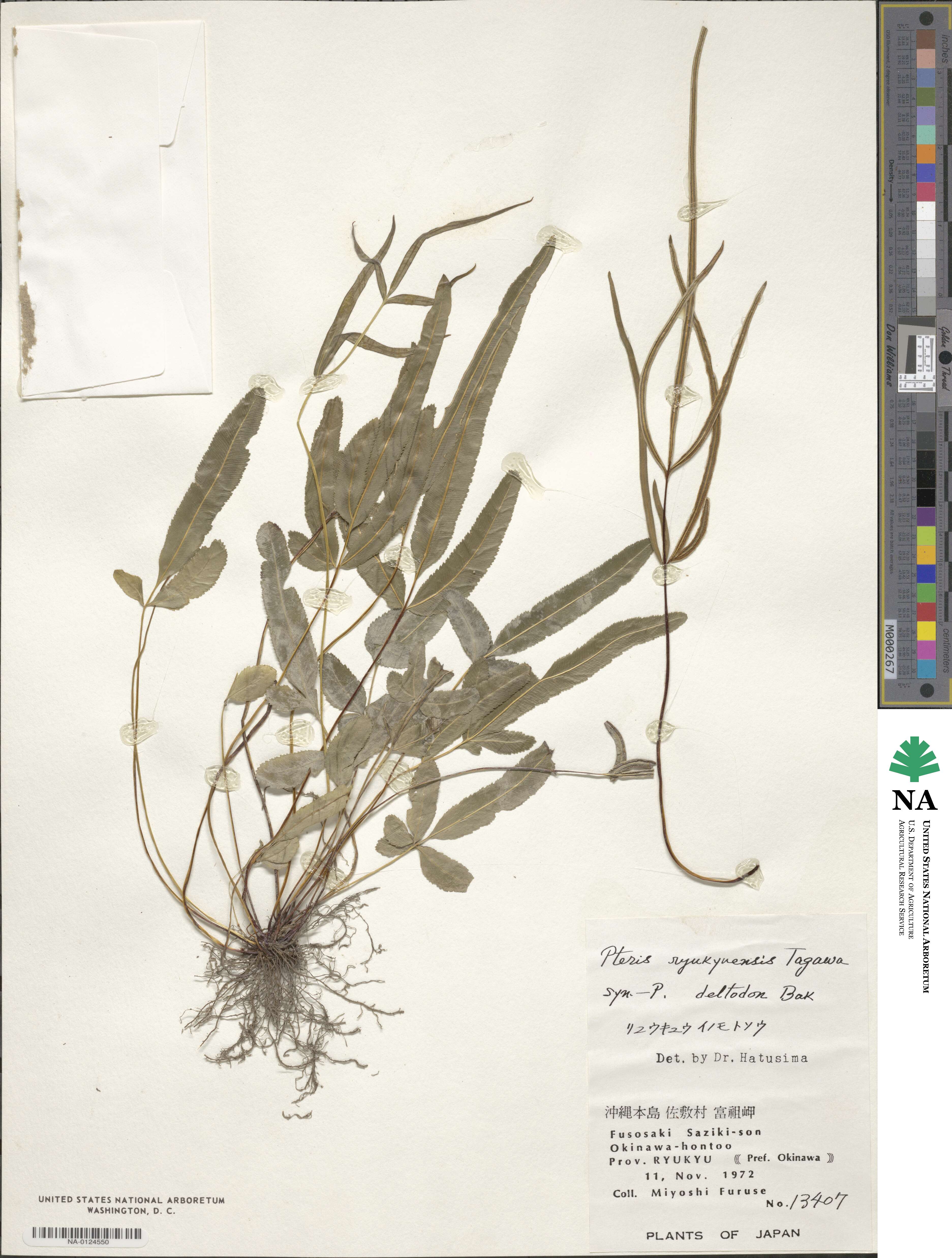 Pteris ryukyuensis image