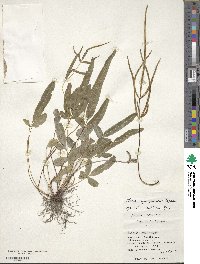Pteris ryukyuensis image