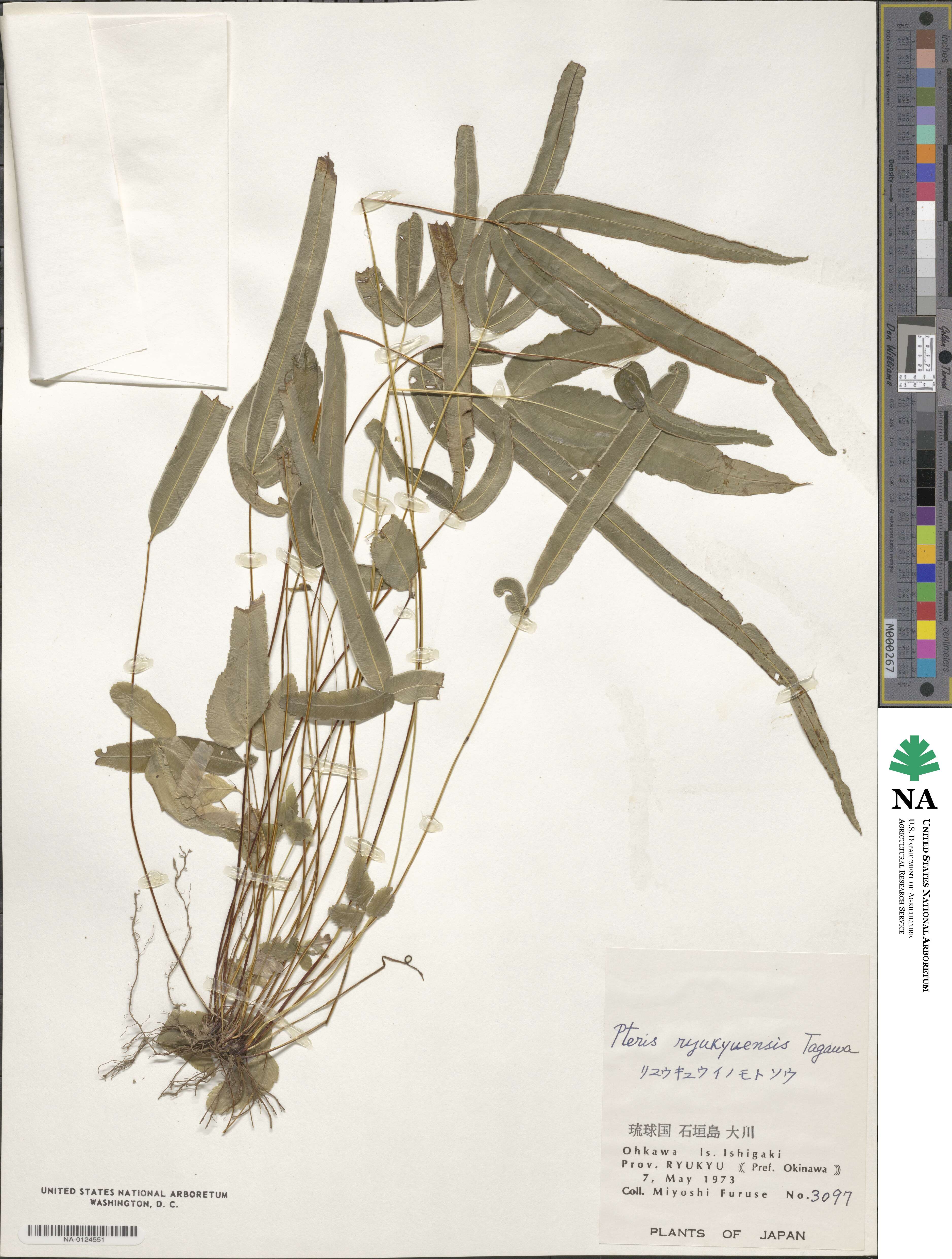 Pteris ryukyuensis image