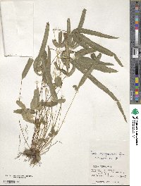 Pteris ryukyuensis image