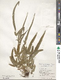 Pteris ryukyuensis image
