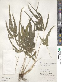 Pteris ryukyuensis image