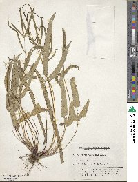 Pteris ryukyuensis image