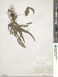 Pteris ryukyuensis image