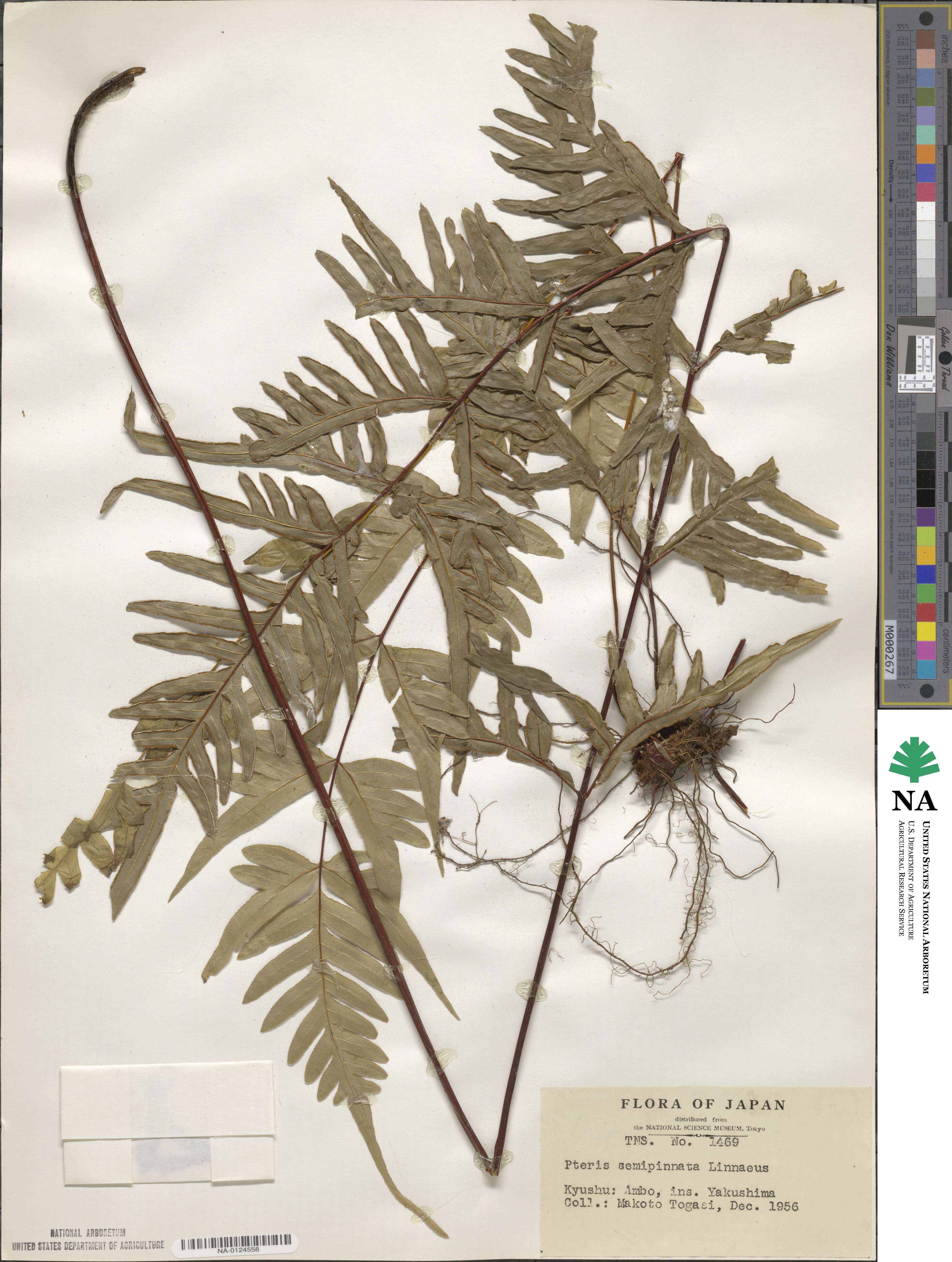 Pteris semipinnata image