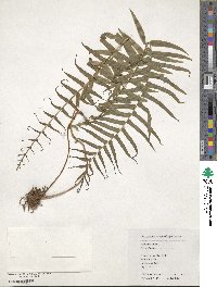 Pteris vittata image