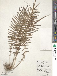 Pteris vittata image