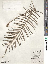 Pteris vittata image