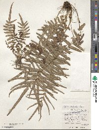 Pteris vittata image