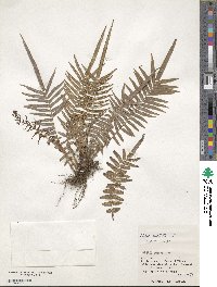 Pteris vittata image
