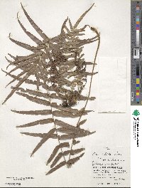 Pteris vittata image