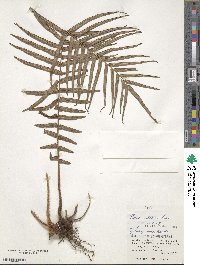 Pteris vittata image