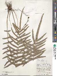 Pteris vittata image