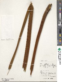 Pteris wallichiana image