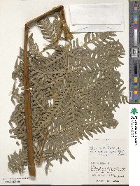 Pteris wallichiana image
