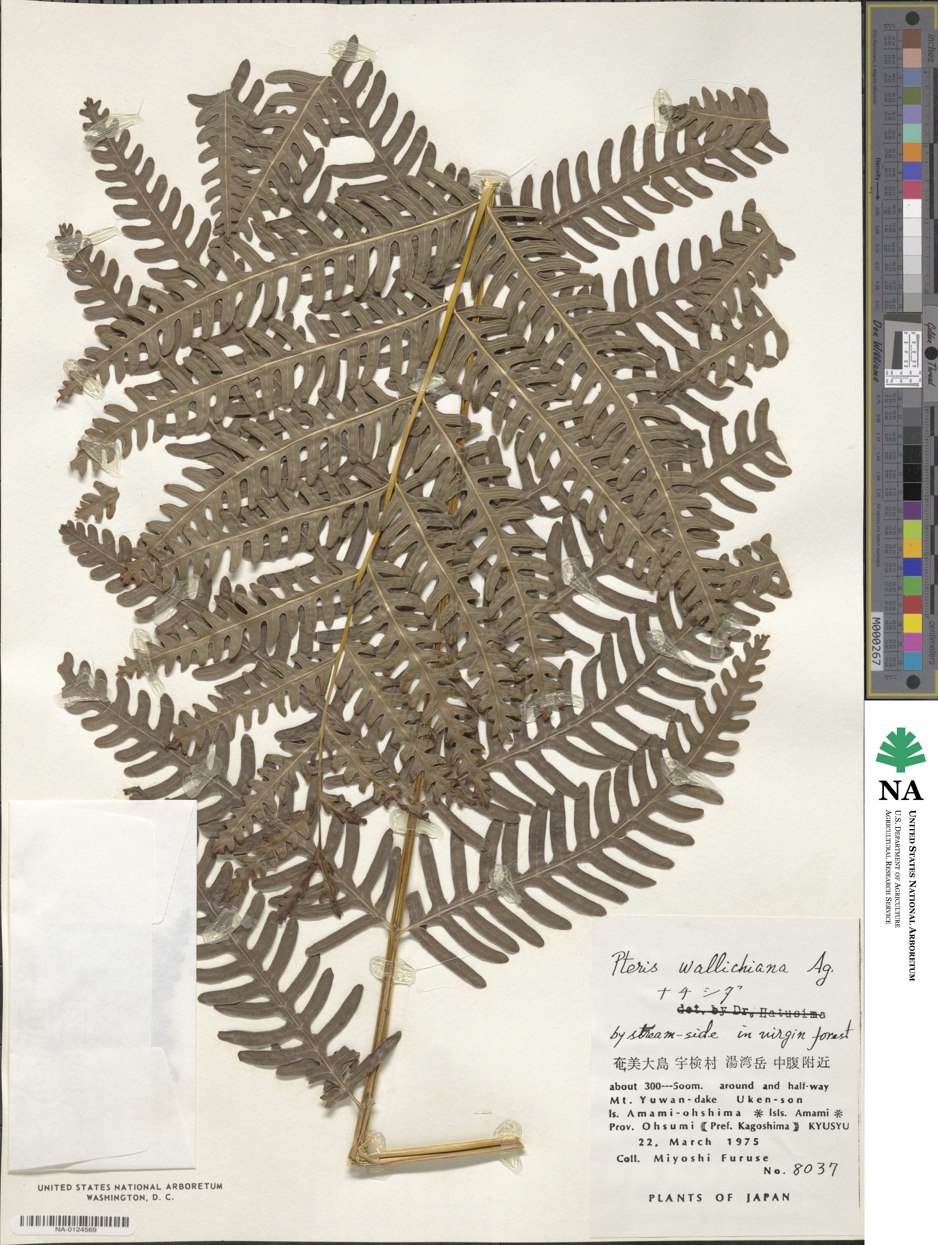 Pteris wallichiana image