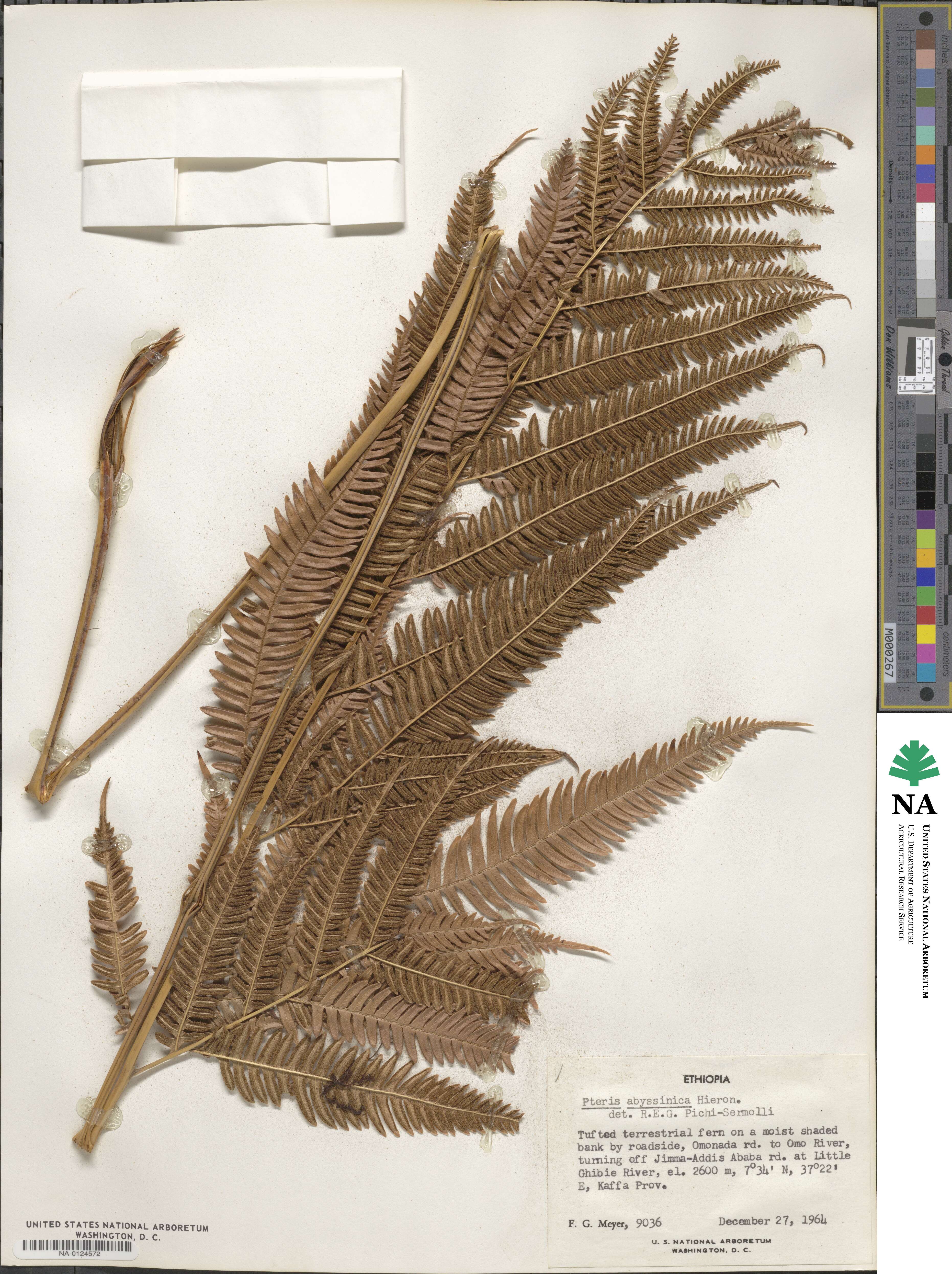 Pteris catoptera image
