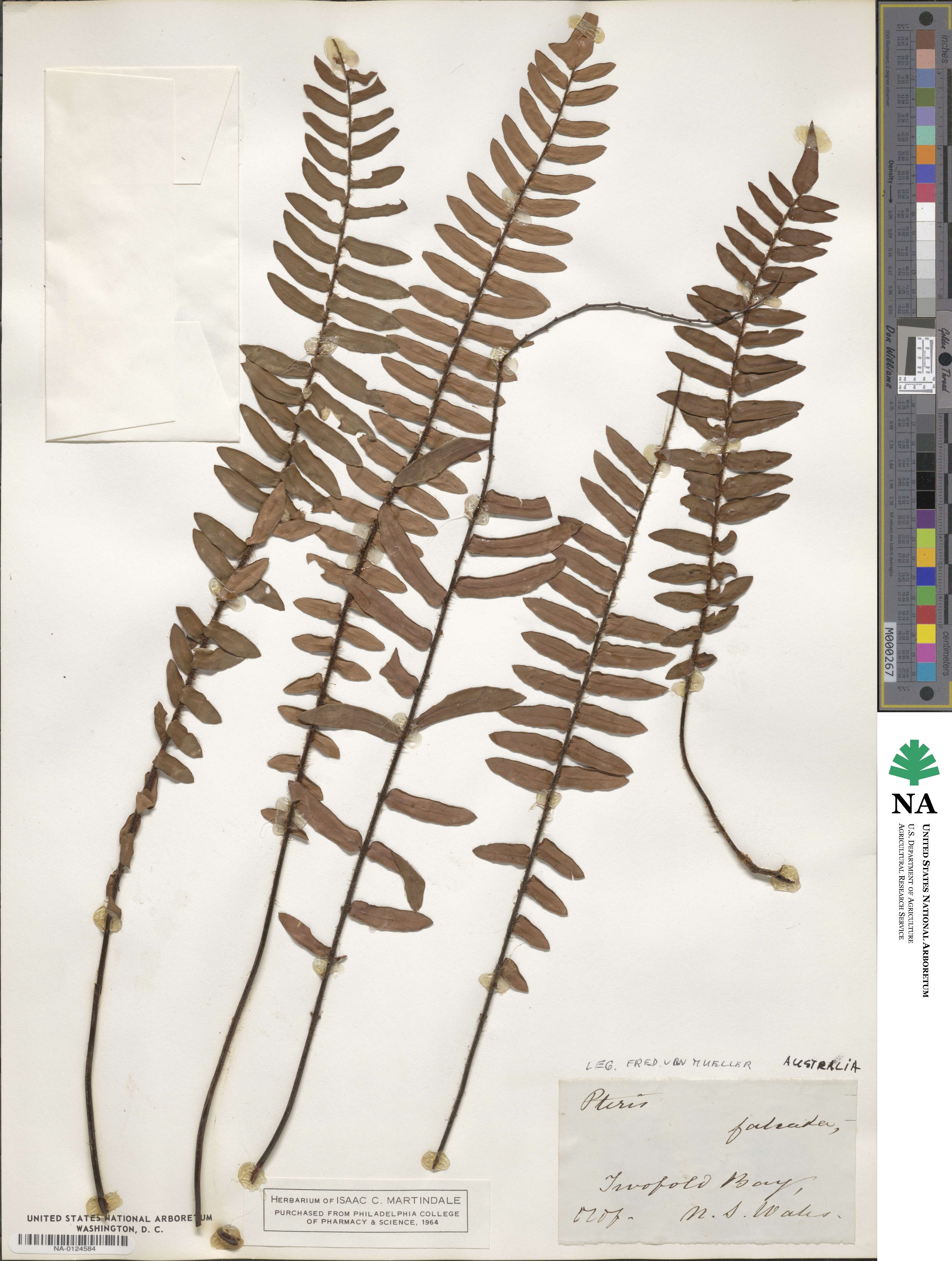 Pellaea falcata image