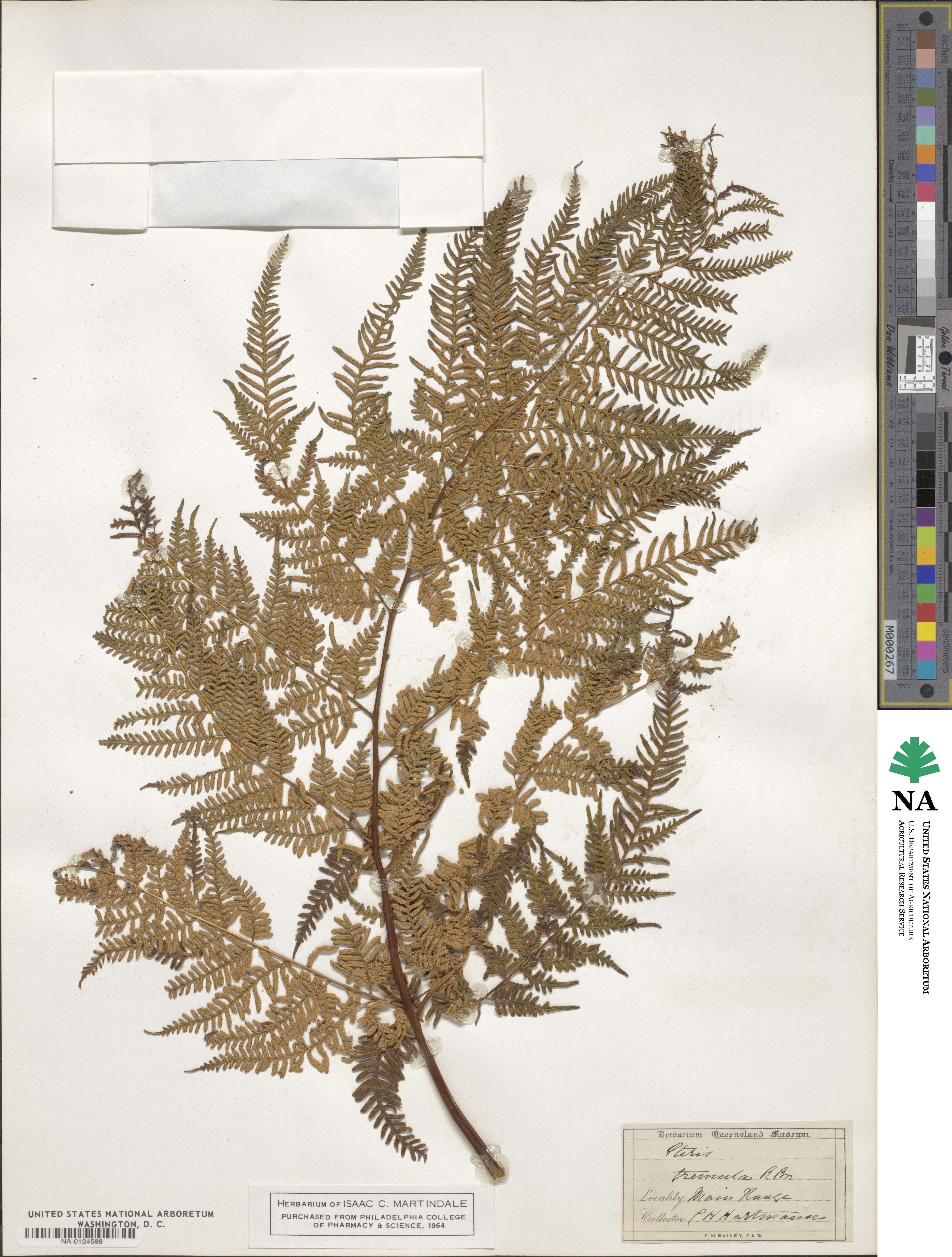 Pteris tremula image