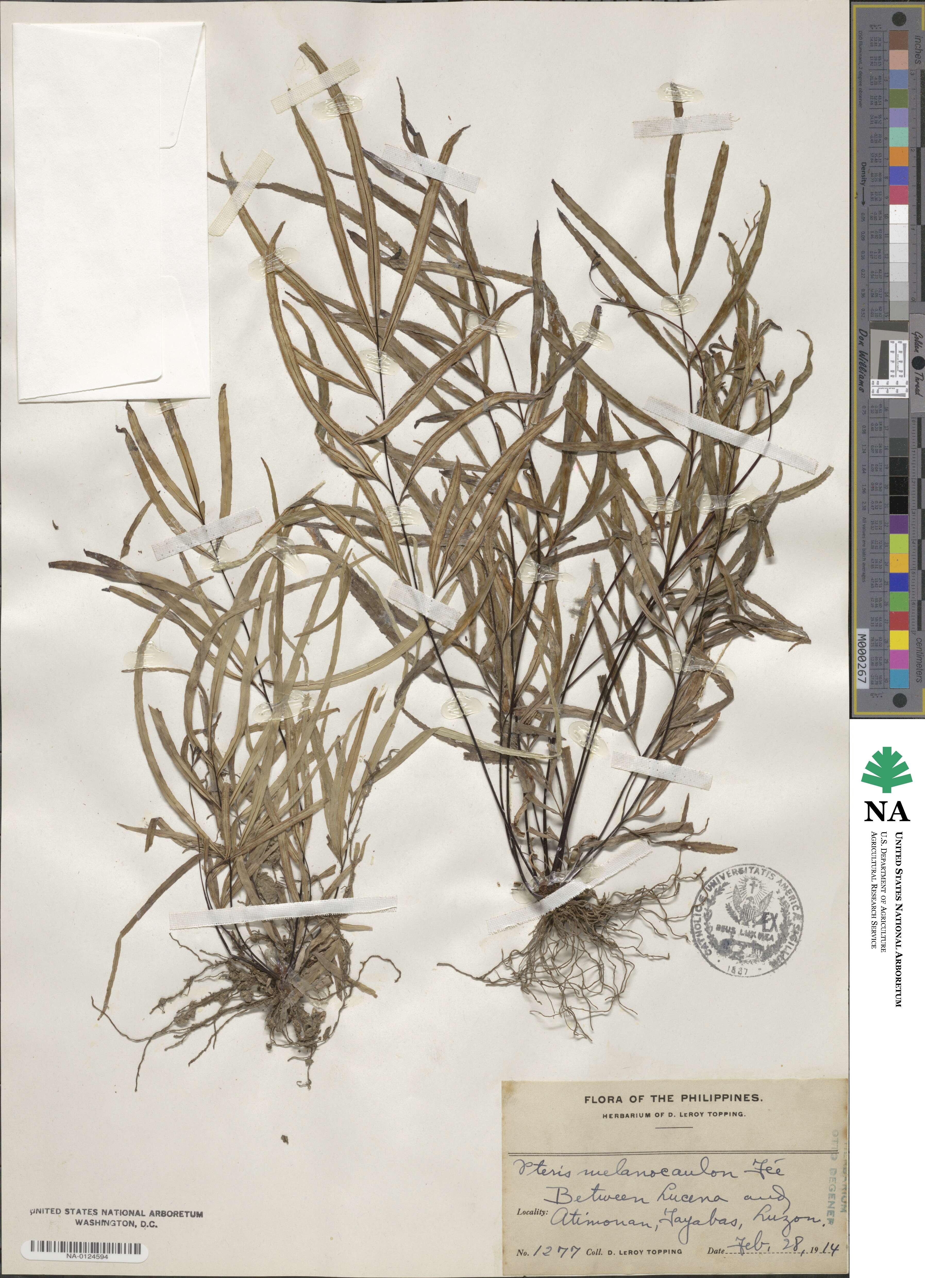 Pteris melanocaulon image