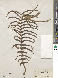 Pteris vittata image