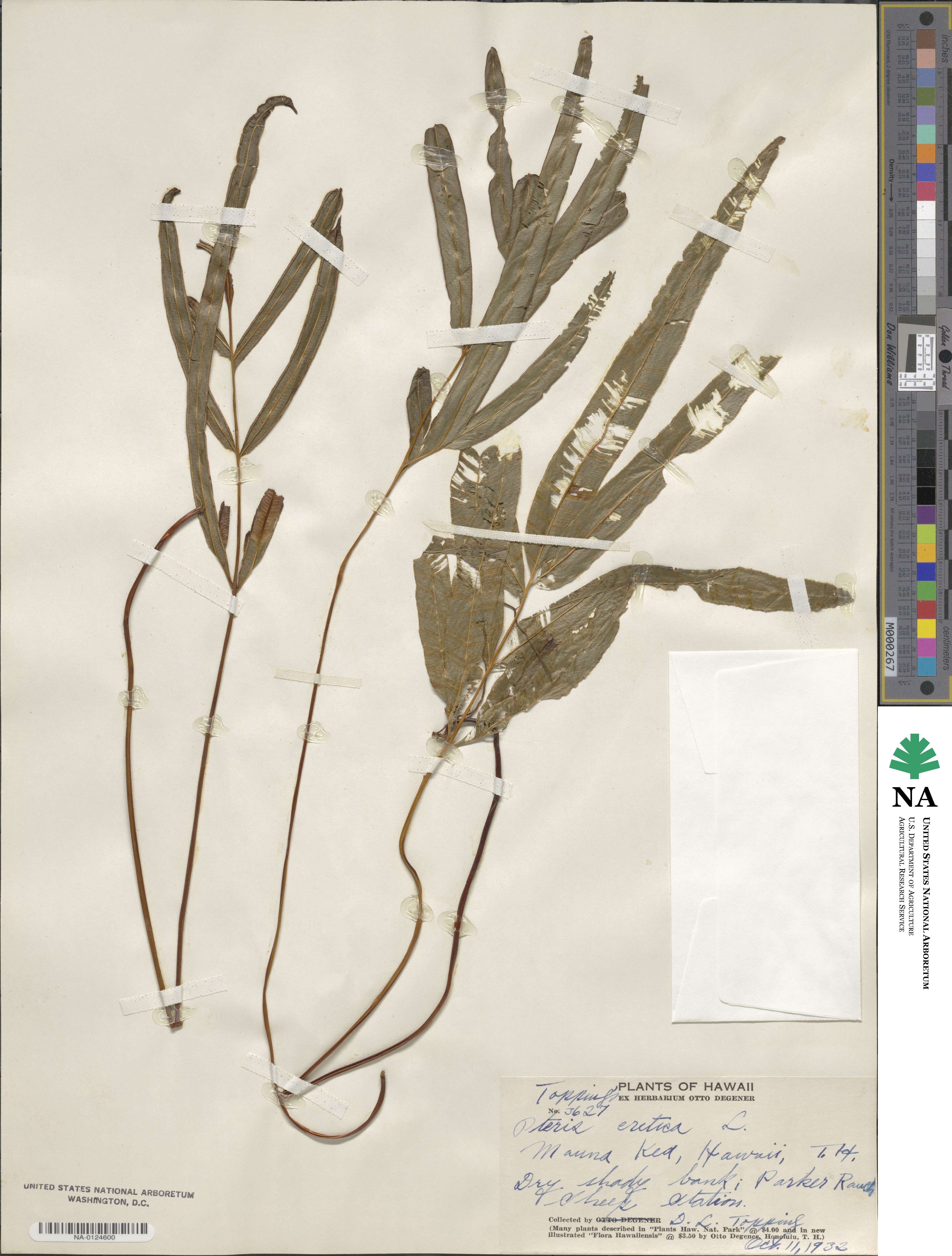 Pteris cretica image