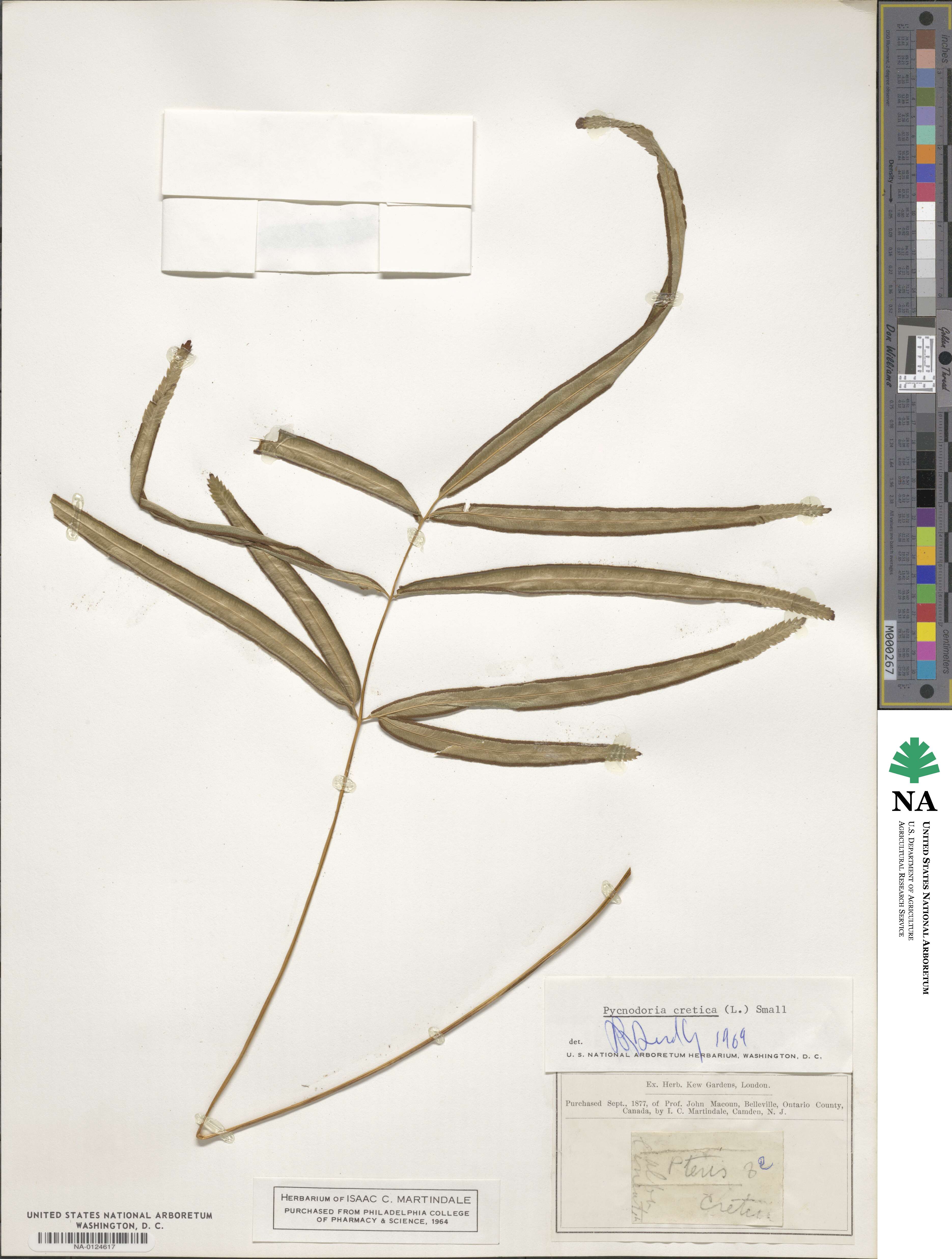 Pteris cretica image