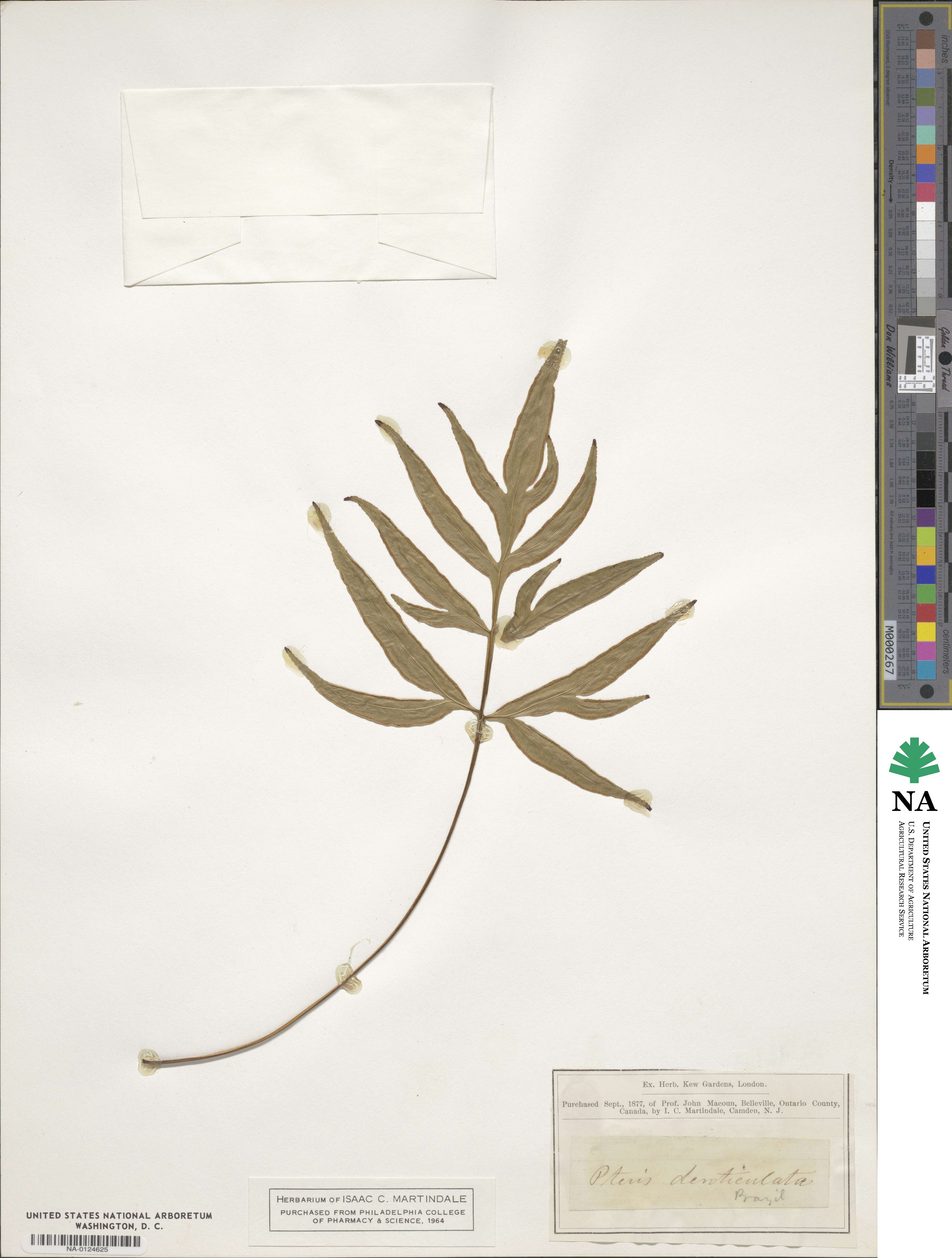 Pteris denticulata image