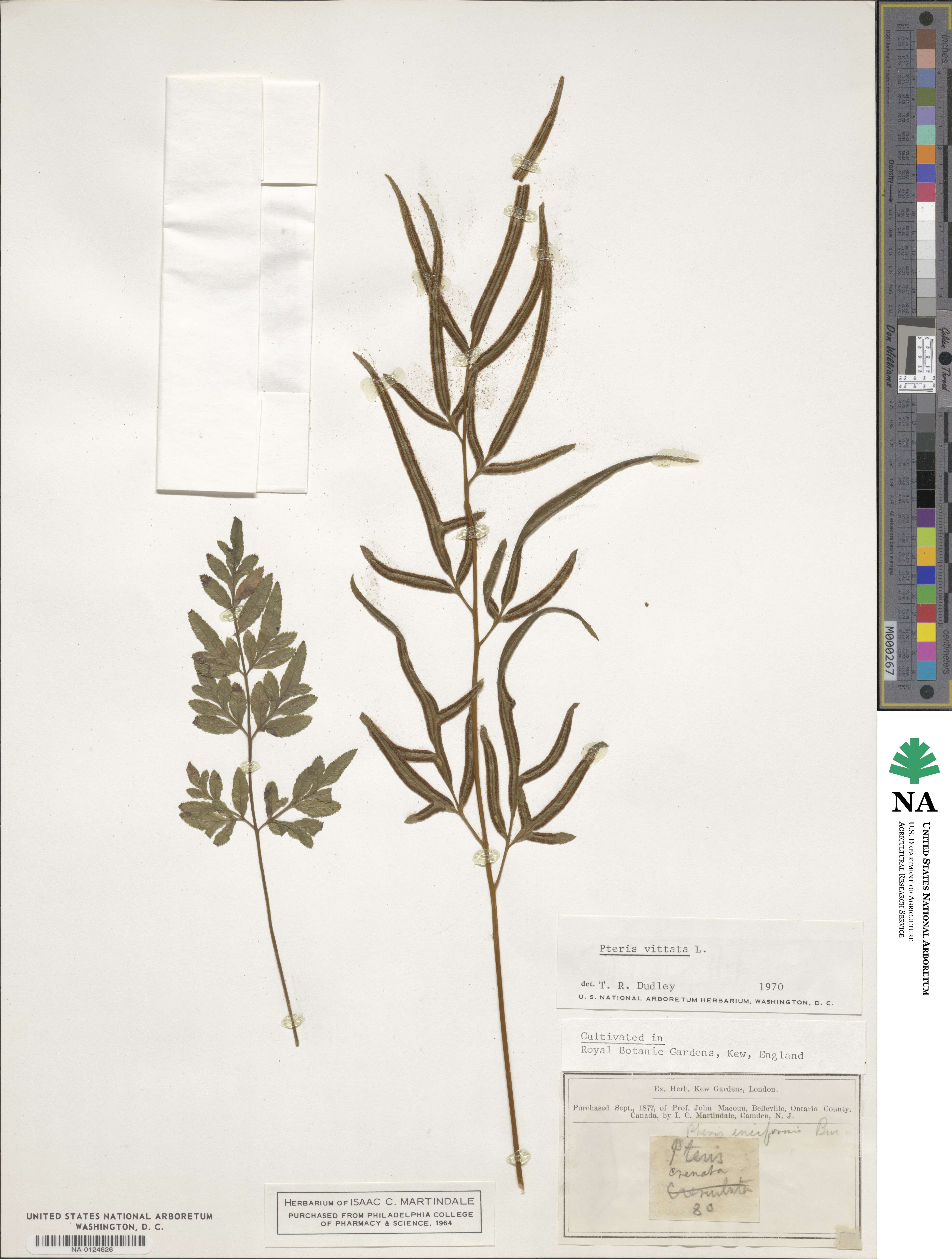 Pteris ensiformis image
