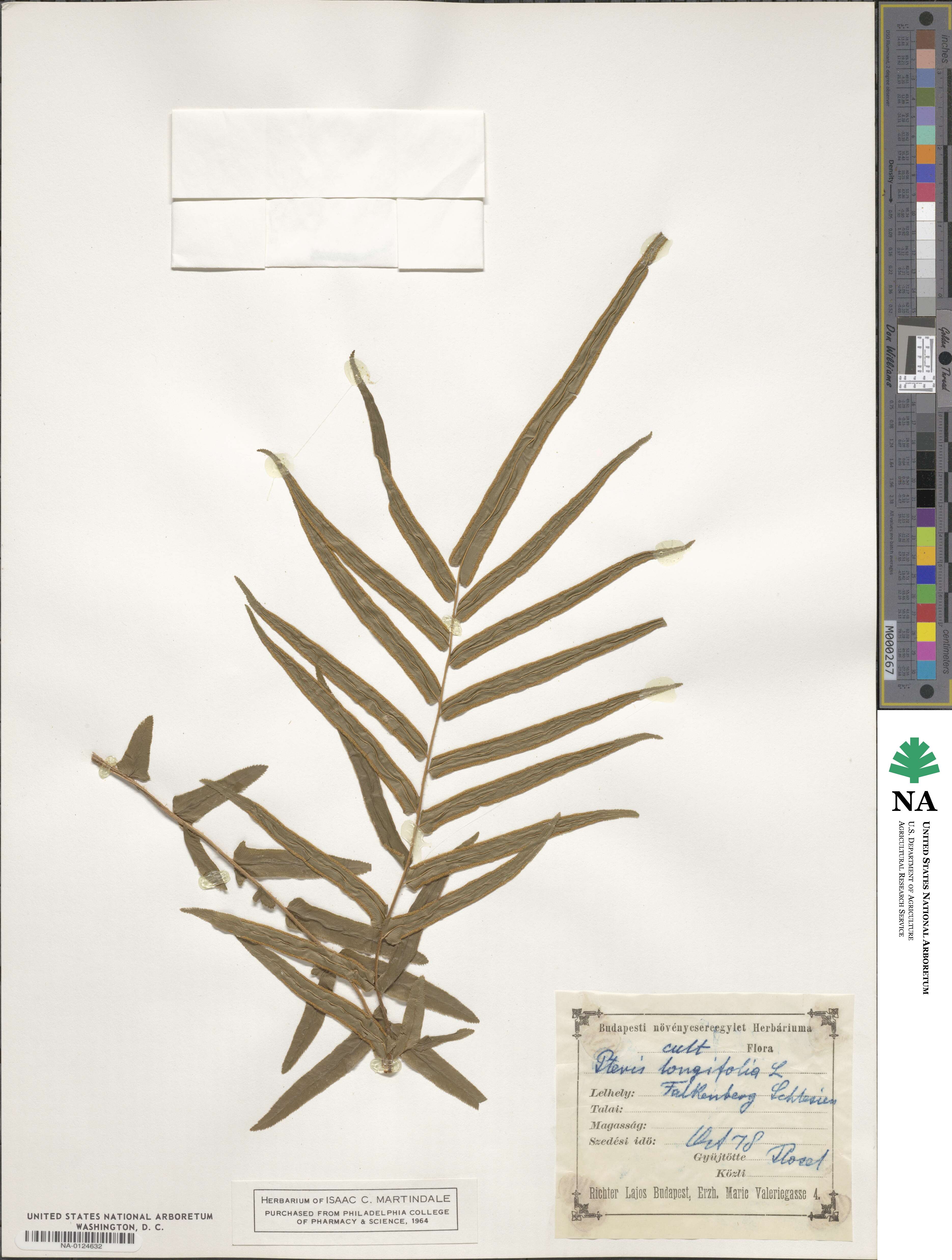 Pteris longifolia image