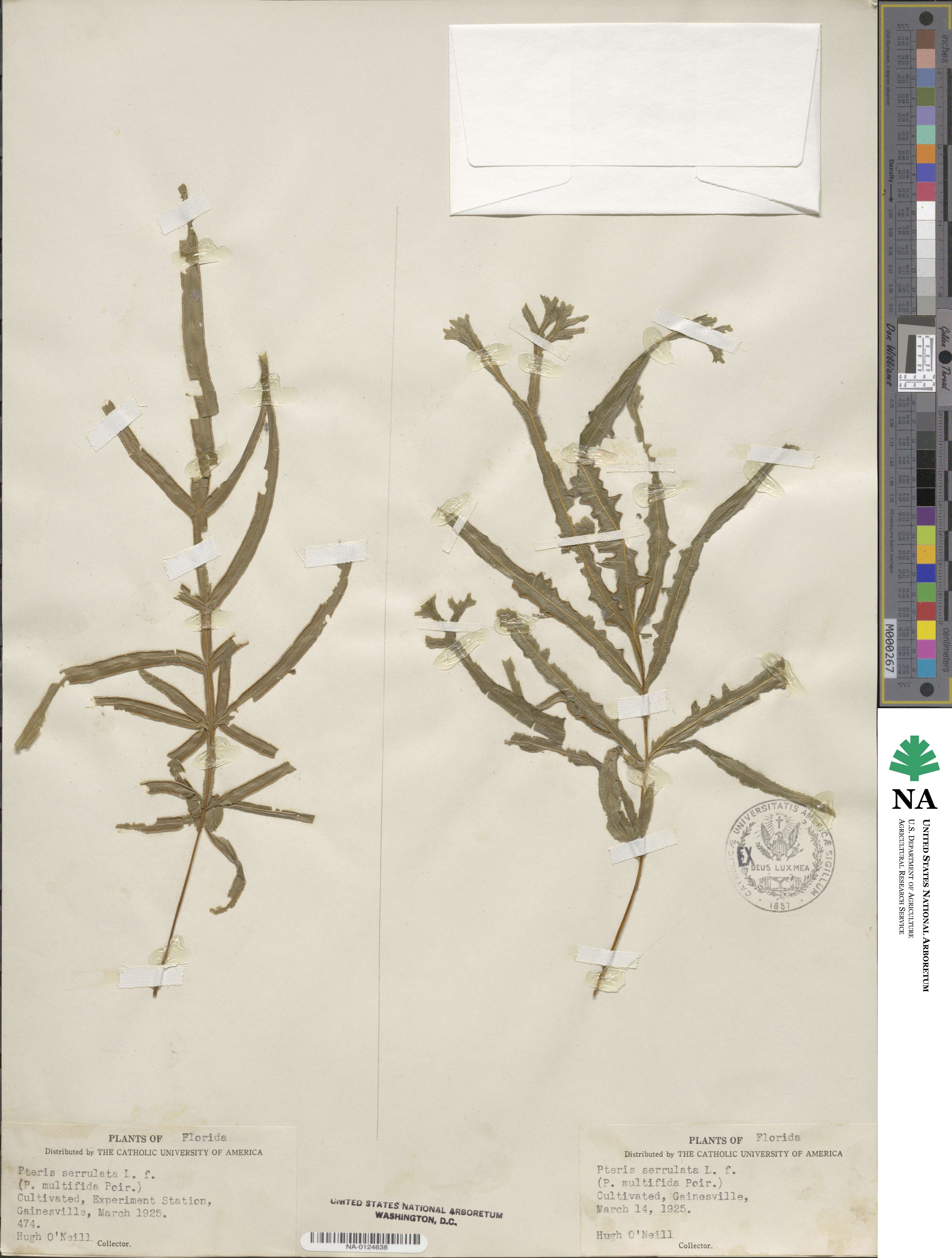 Pteris serrulata image