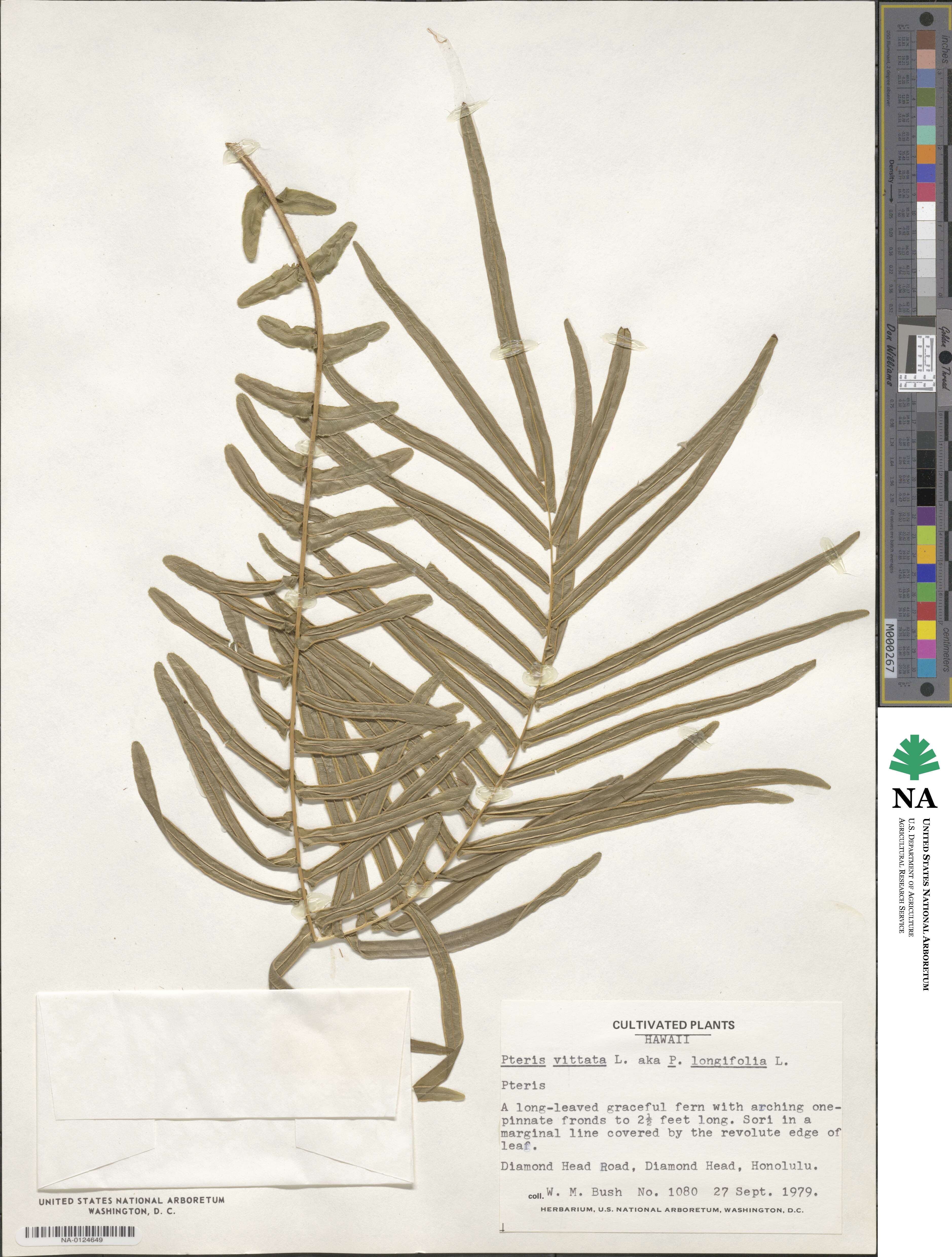 Pteris vittata image