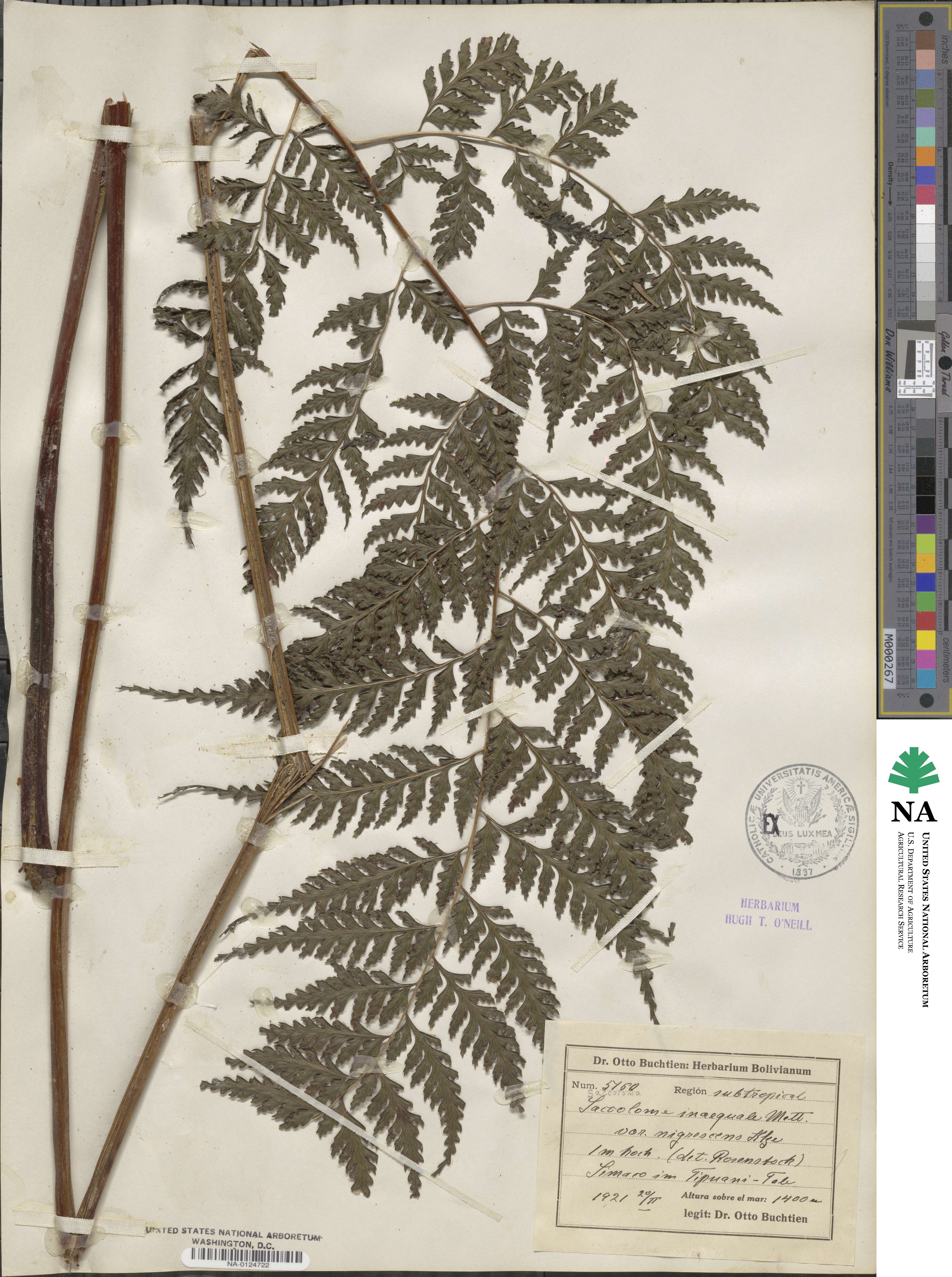 Saccoloma inaequale image
