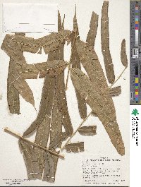Saccoloma elegans image