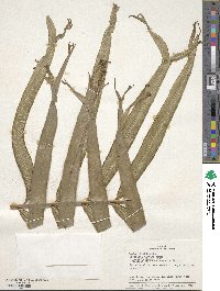 Saccoloma elegans image