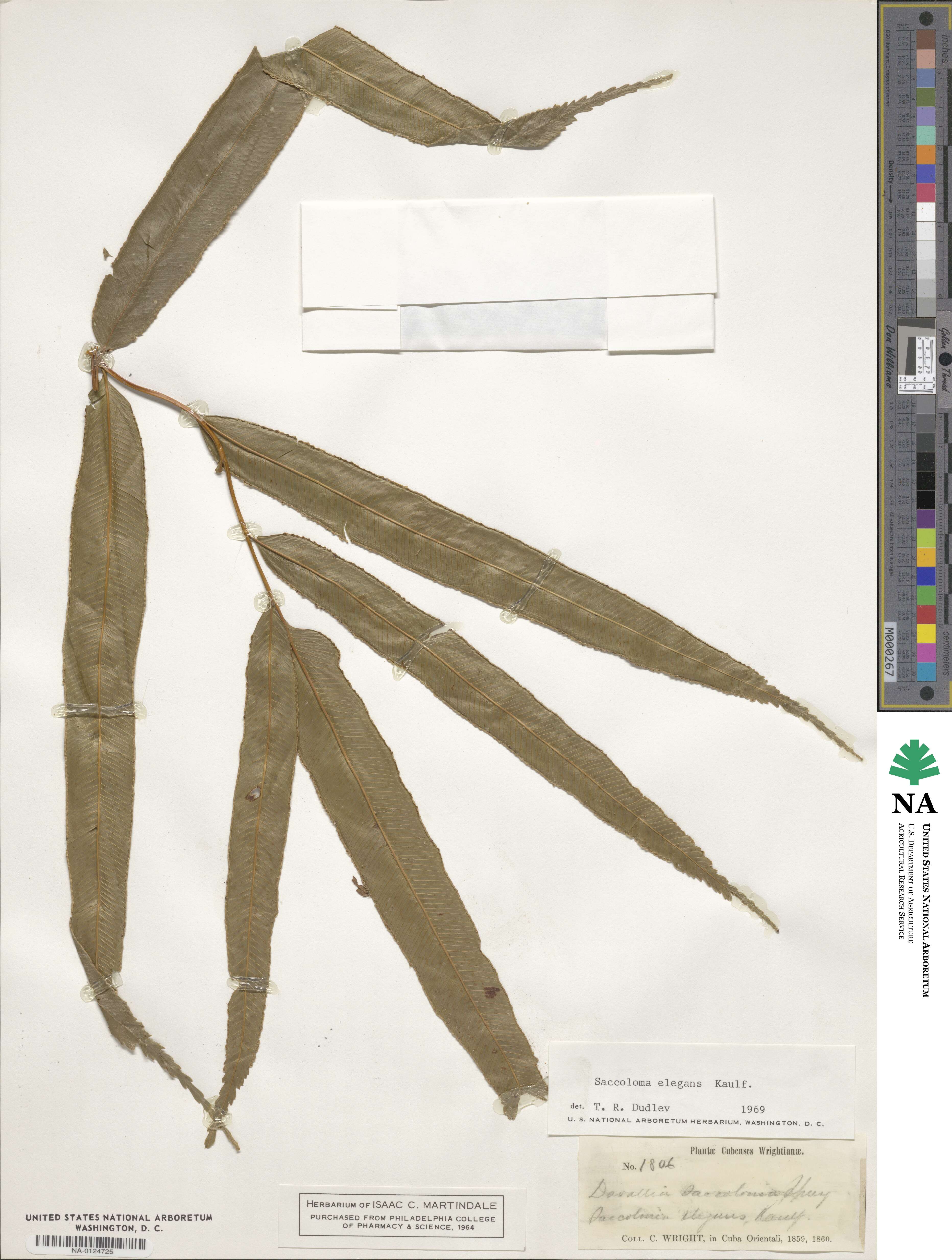 Saccoloma elegans image