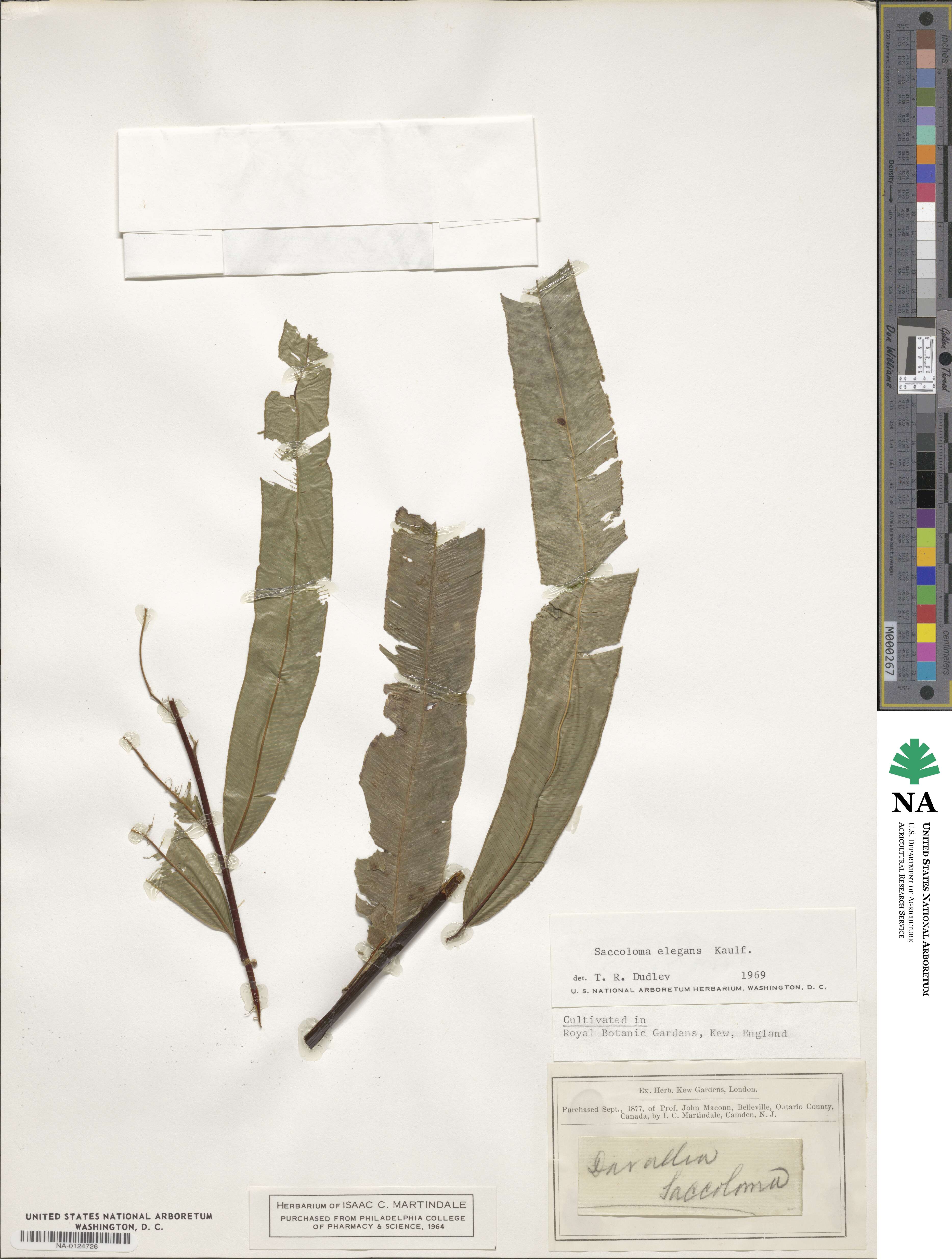 Saccoloma elegans image